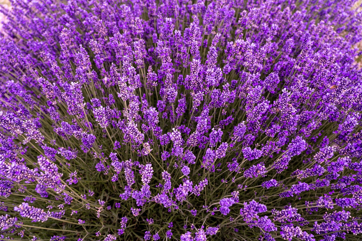 The beautiful and fragrant bloom of Lavender.