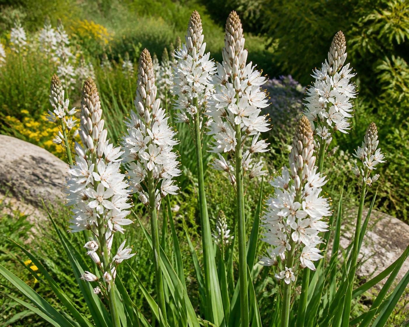 découvrez comment l'asphodèle, plante élégante et rustique, peut sublimer votre jardin naturel avec ses fleurs délicates et sa facilité d'entretien.