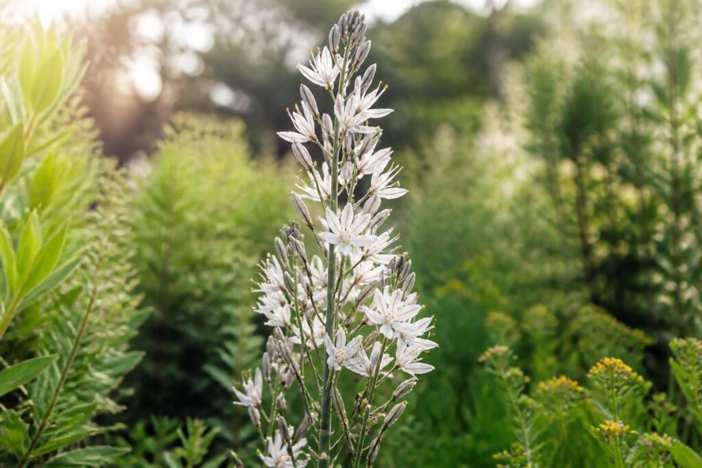 découvrez l'asphodèle, une plante élégante qui sublime votre jardin naturel grâce à ses fleurs délicates et son allure raffinée. conseils de culture et d'entretien pour un jardin enchanteur.