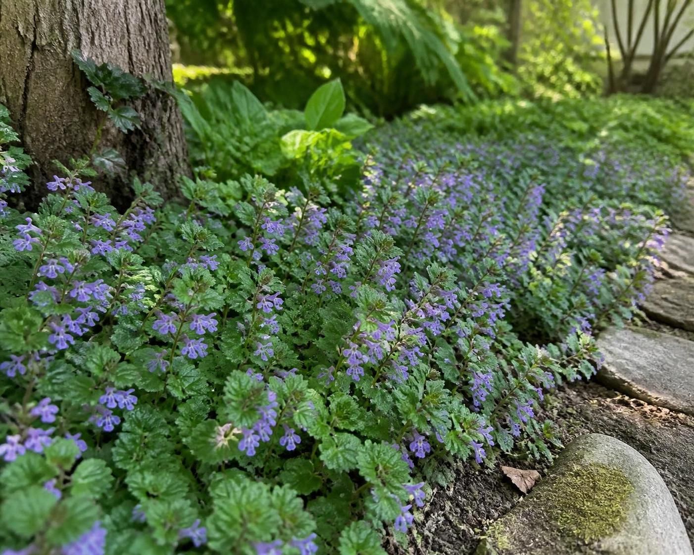 découvrez les bienfaits méconnus du lierre terrestre, une plante aux vertus uniques qui embellira et revitalisera votre jardin naturellement.