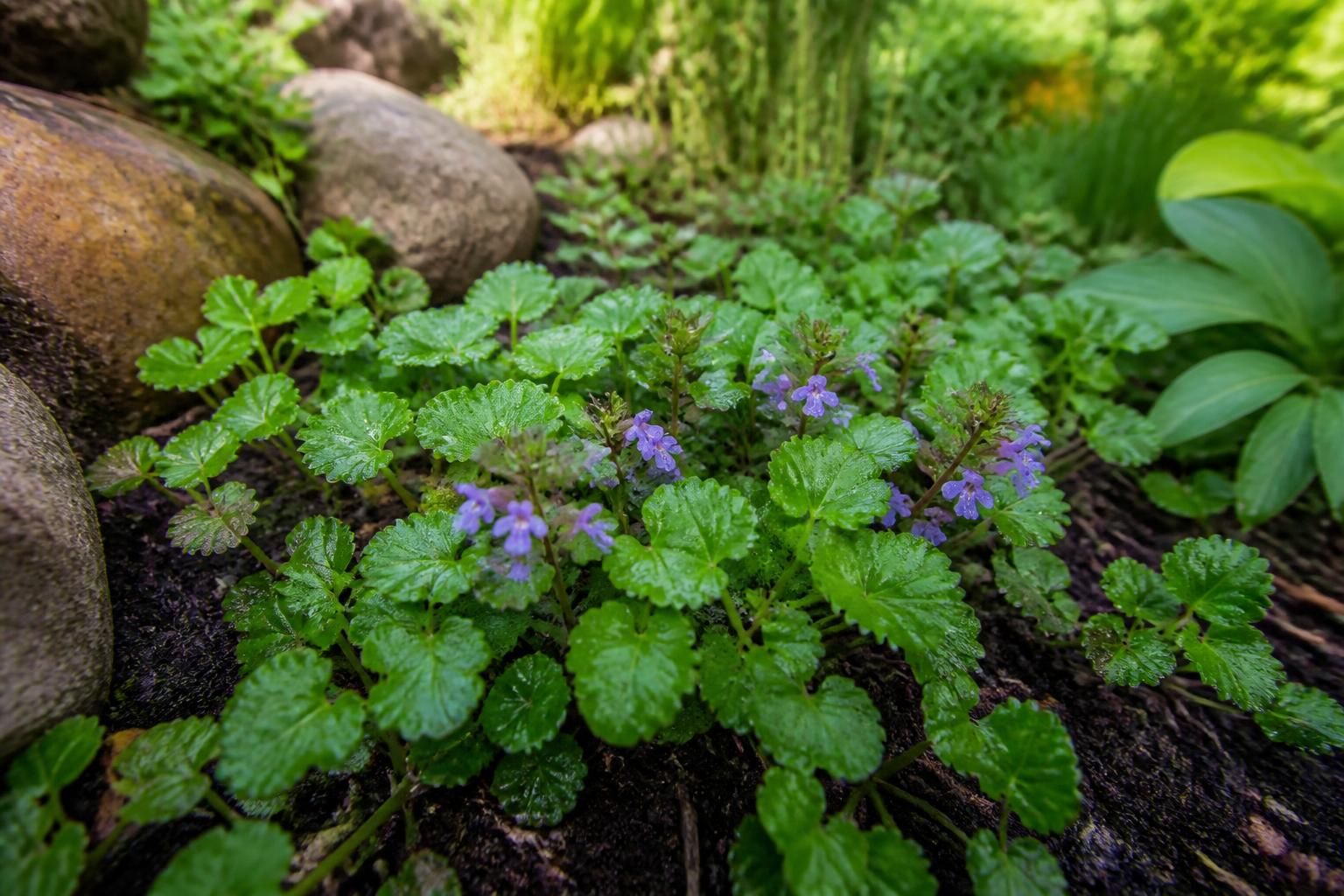 découvrez les bienfaits du lierre terrestre, une plante aux vertus méconnues qui enrichira et protégera naturellement votre jardin.
