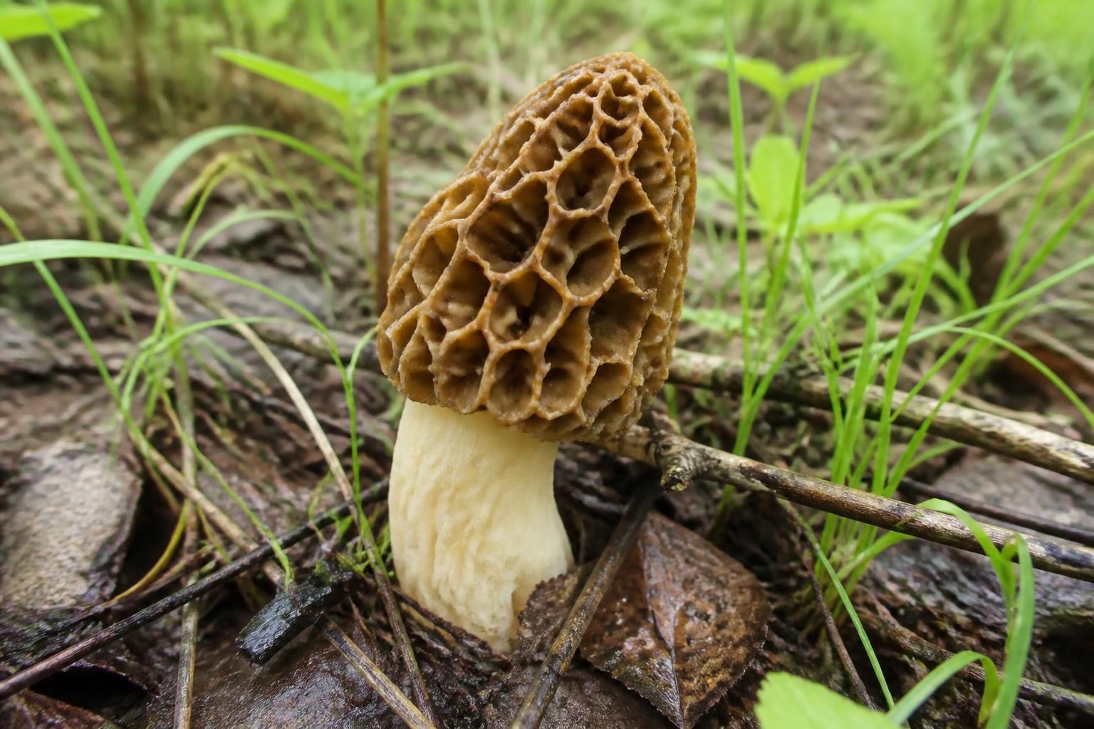 découvrez comment identifier la morille, ce champignon sauvage prisé, en toute sécurité pour éviter tout risque d’intoxication grâce à nos conseils pratiques et fiables.