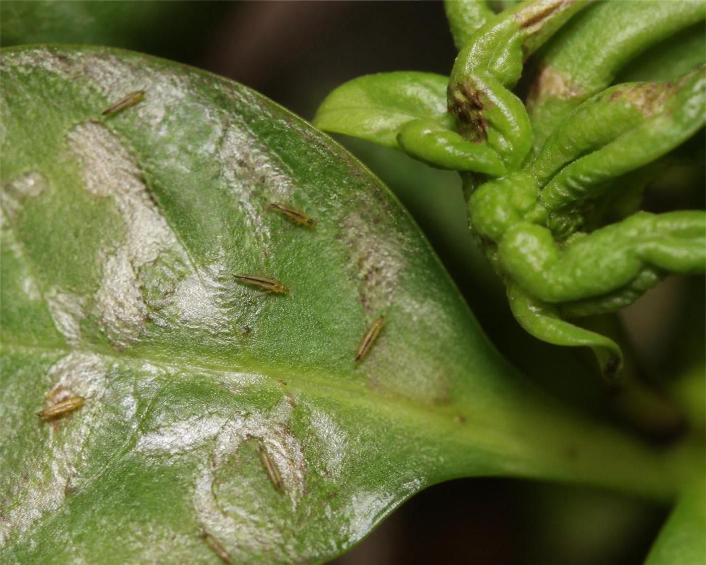découvrez des méthodes efficaces pour protéger vos plantes contre les thrips, ces petits insectes nuisibles, et préserver la santé de votre jardin.