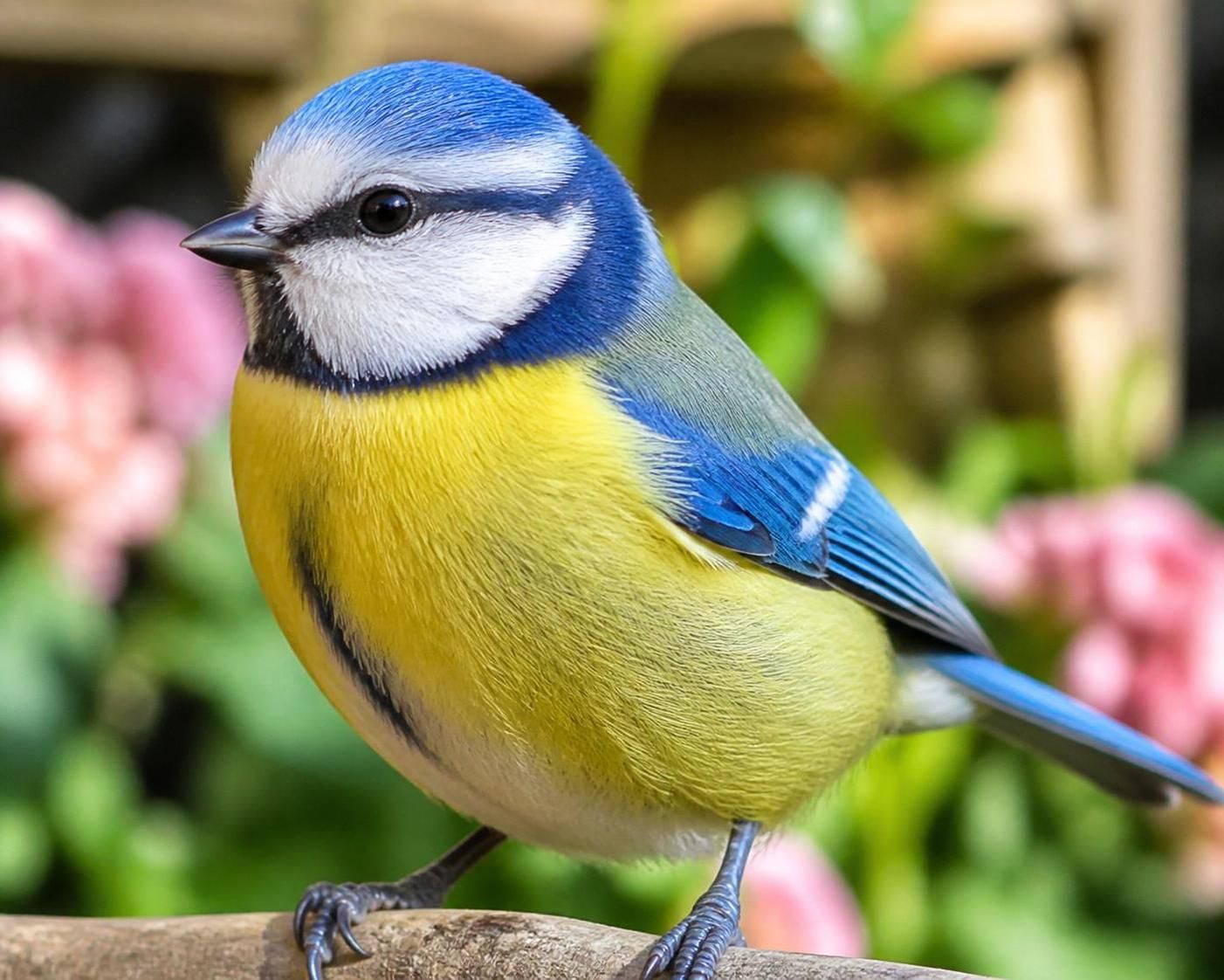 découvrez comment reconnaître la mésange bleue, ce petit oiseau coloré, dans votre jardin grâce à nos conseils d'observation et d'identification.