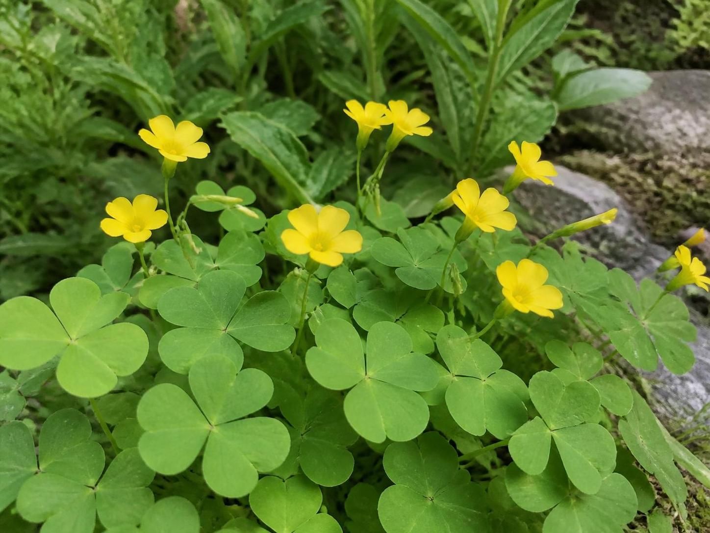 découvrez comment identifier l'oxalis, cette plante souvent indésirable, et apprenez à la contrôler efficacement pour un jardin bien entretenu.