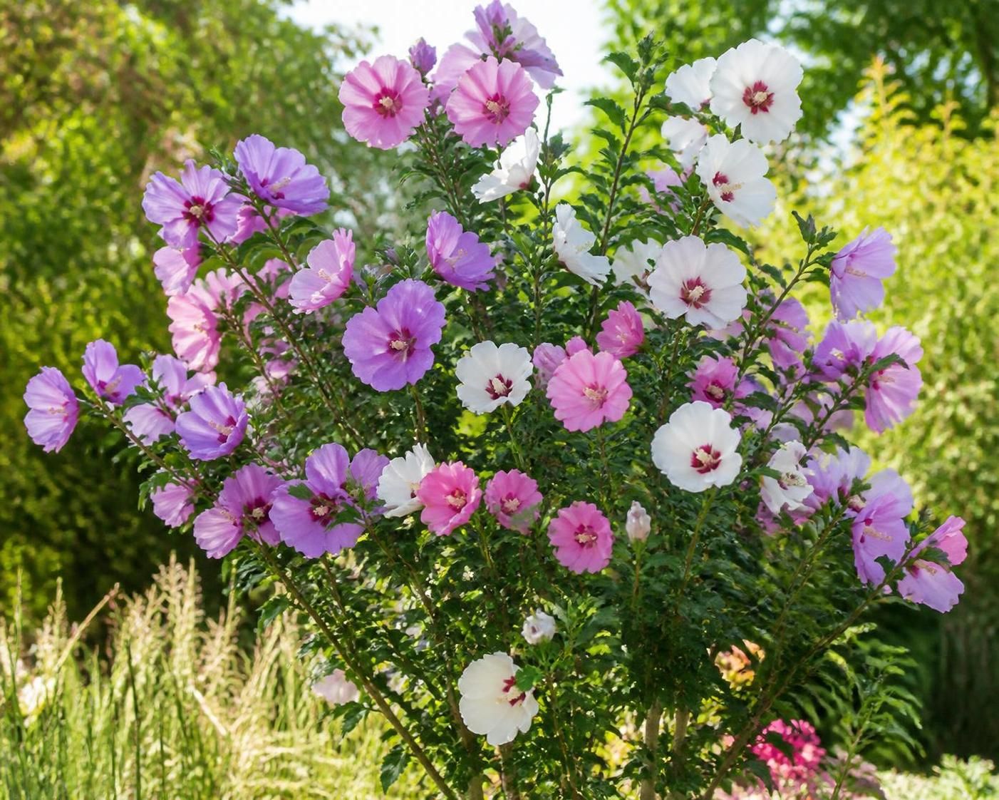 découvrez althéa, une plante aux fleurs délicates reconnue pour ses vertus naturelles qui prennent soin des jardiniers en apportant bien-être et douceur.