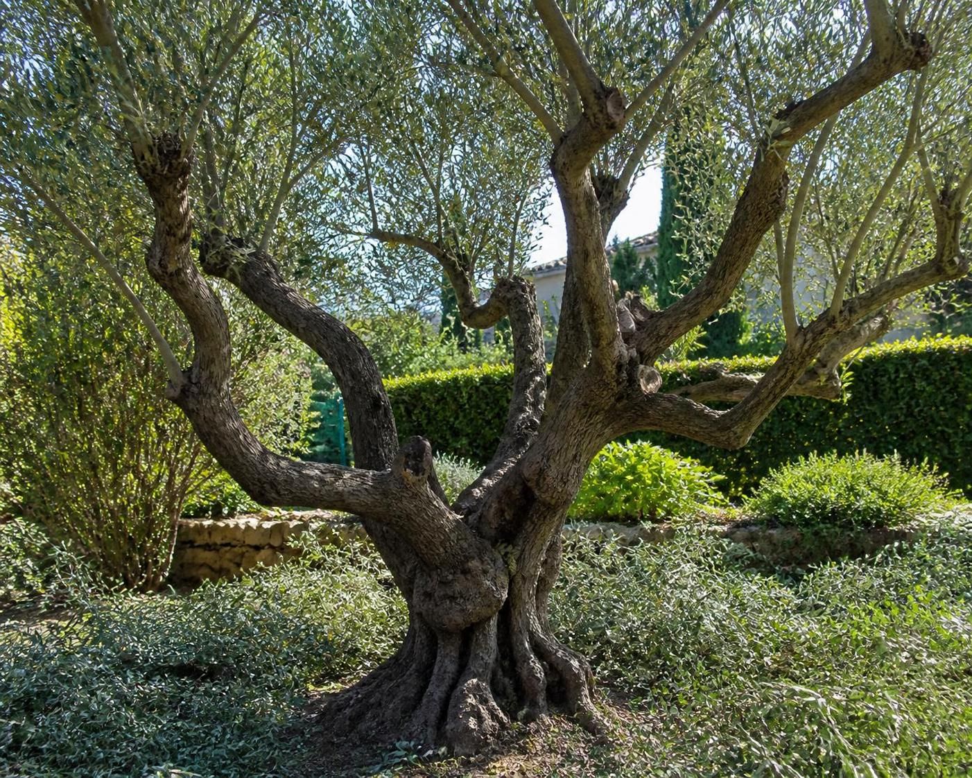 découvrez quand et pourquoi pratiquer une taille sévère sur un olivier, cet arbre mythique, pour garantir sa santé, sa vigueur et une meilleure production.